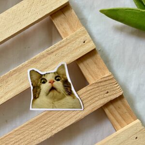 shocked catto